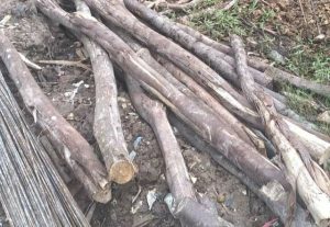 DLH Akan Berkoordinasi Dengan Pihak Terkait Untuk Berikan Sanksi Kepada Pengguna Kayu Mangrove Di Nipah Panjang
