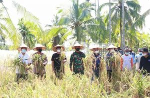 Bupati Anwar Sadat Lakukan Panen Padi Raya Kampung Tangguh Singinjai di Kelurahan Patunas